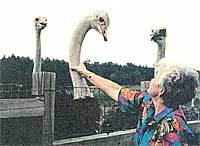 Raising American Ostrich for the Market and the Velocity Solar Electric Bicycle